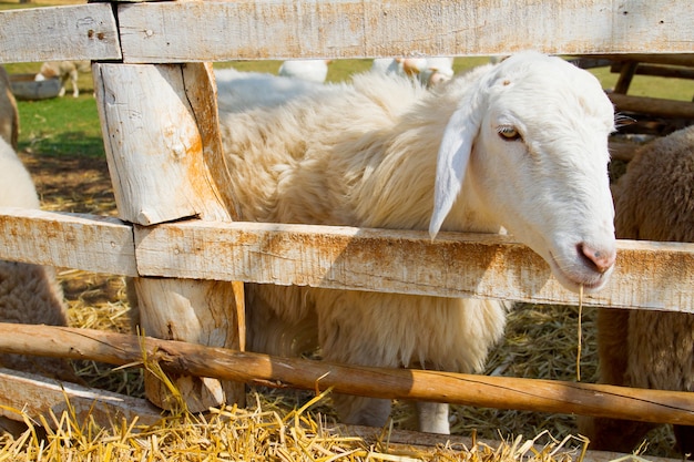 Clsed up sheep in farm