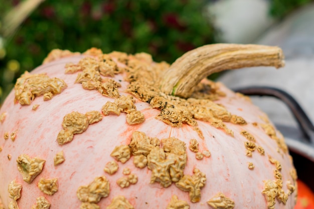 Clsoe up of pink pumpkin 'Galeux D'Eysine 