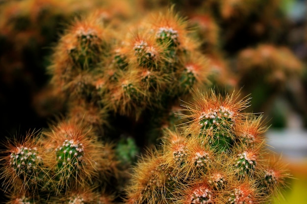 Clump of Brown-Haired Cactus