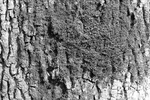 Clumps of mosses grow on tree bark mossy texture bryophyte