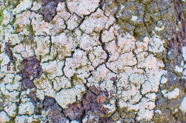 Photo clumps of mosses grow on tree bark mossy texture bryophyte