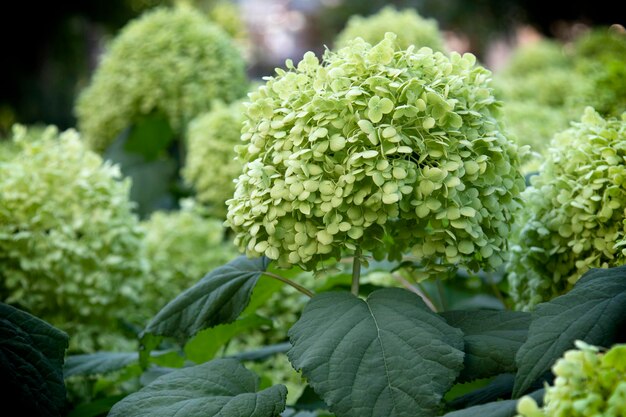 Photo cluster of agreen bouquet