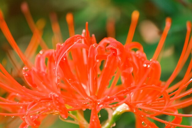 Cluster amaryllis