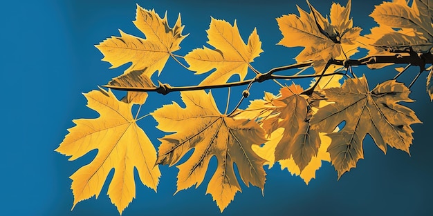 A cluster of bright yellow maple leaves against a clear blue sky