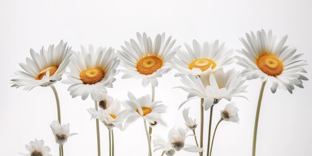 a cluster of daisies that are white with yellow centers