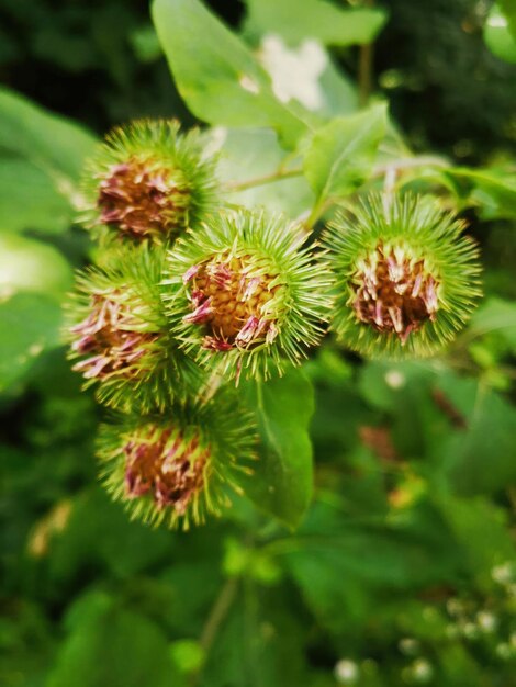 a cluster of flowers