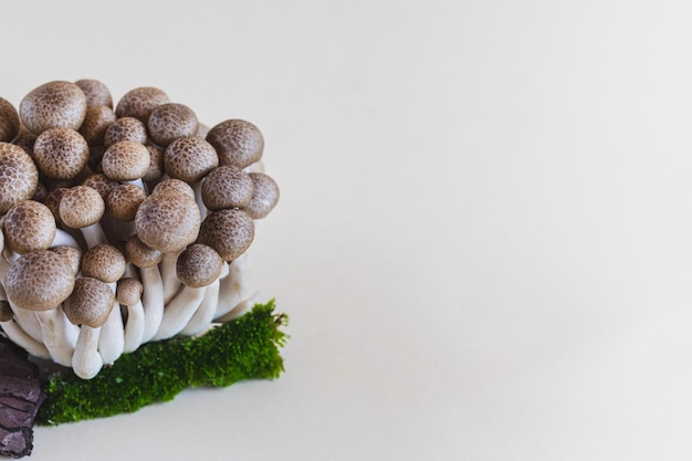 Cluster of fresh brown shimeji mushrooms close up shimeji mushrooms on a light background with stone and moss