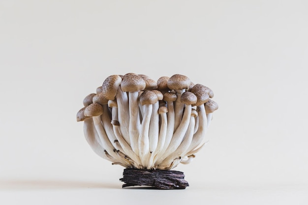 Foto cluster di funghi shimeji marroni freschi primo piano funghi shimeji su sfondo chiaro con pietra e muschio