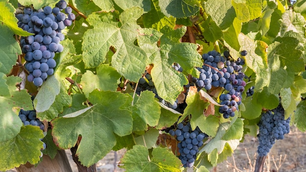 ブドウの房が収穫とワイン造りのためにクローズアップ
