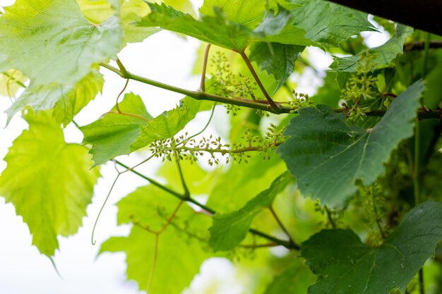 Cluster of green not mature grapes on a branch