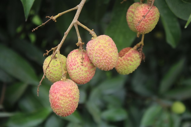 Photo a cluster of lychee fruit on a tree