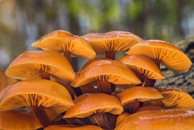 Cluster of medicinal mushroom Flammulina velutipes in sunlight