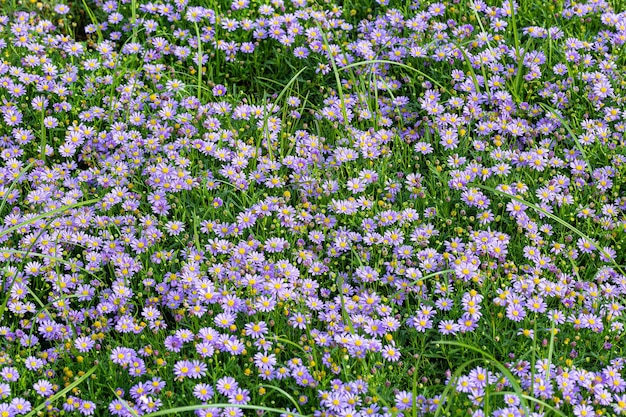 Cluster of mini purple and white flowers in a garden among greenery