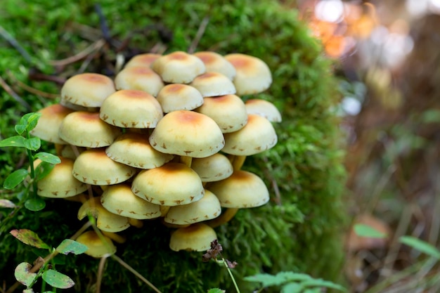 苔むした木の幹にキノコの群生。