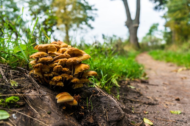 Cluster oranjebruine paddenstoel in een bos