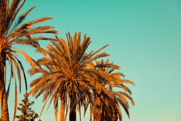 Cluster of Palm Trees