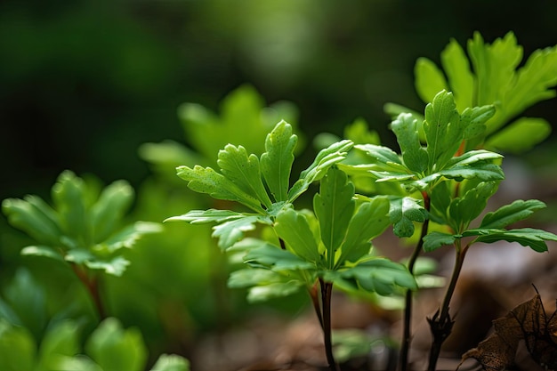 Cluster of plant leaves bursting forth with new life each leaf unique