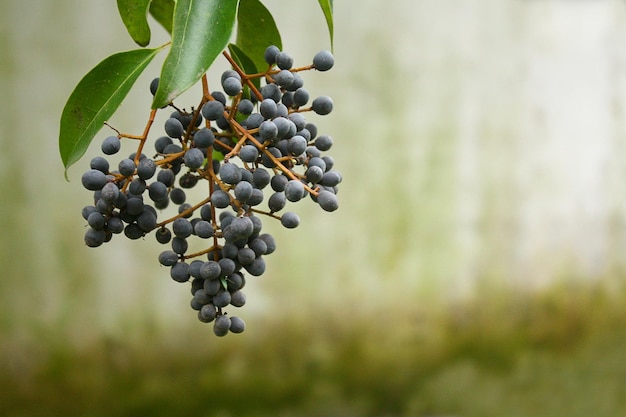 Photo cluster of privet berries