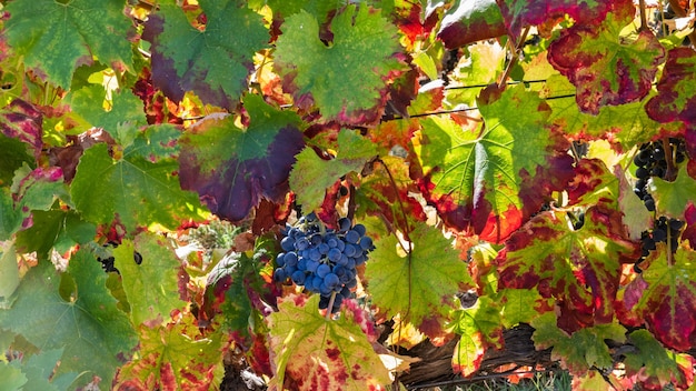 Cluster of red grapes in the background