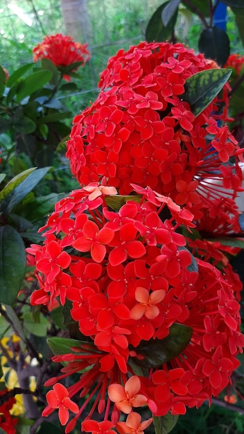 Foto un grappolo di fiori rossi ixora