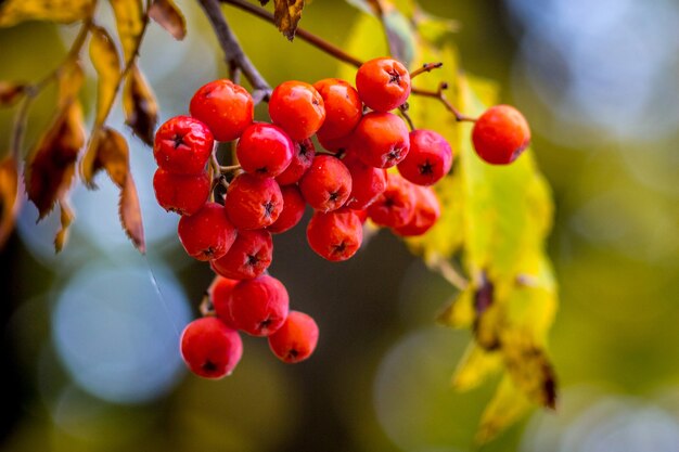 Cluster of red mountain ash on a tree