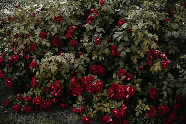 Cluster of Red Roses Photo