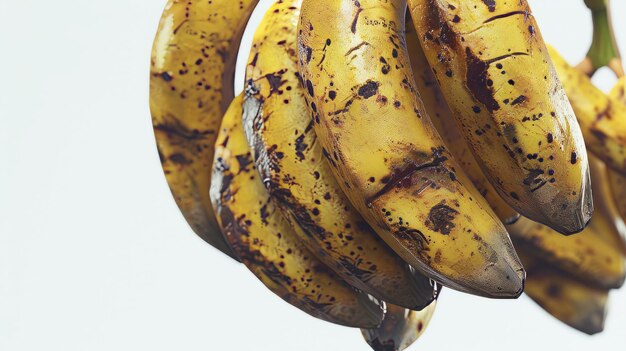 Photo cluster of ripe bananas hanging from a banana tree