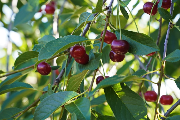 Cluster of ripe dark red Stella cherries hanging on cherry tree branch with green leaves and blurred background