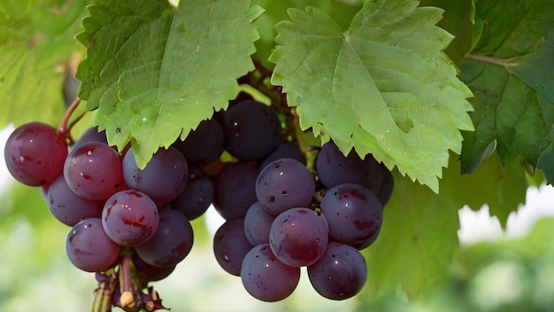 A cluster of ripe grapes nestled in a bed of green leaves