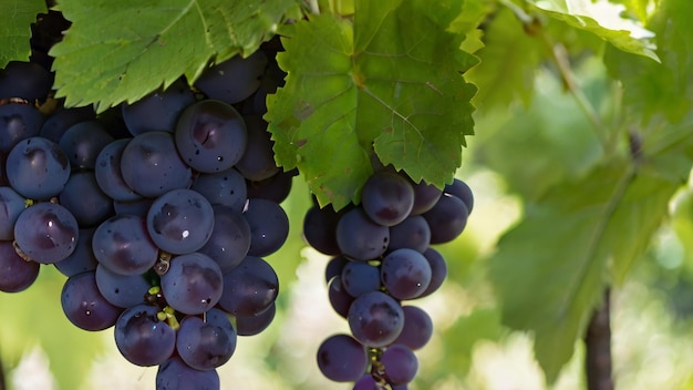 A cluster of ripe grapes nestled in a bed of green leaves