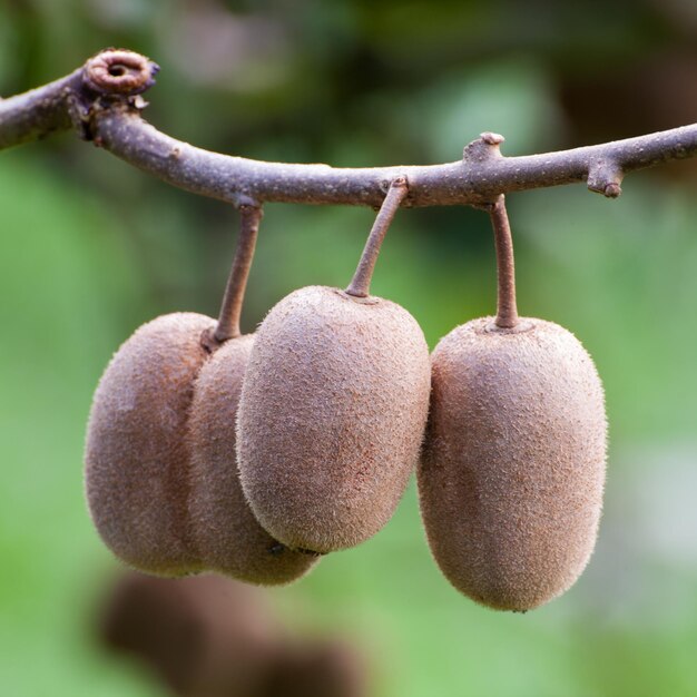 Cluster of ripe kiwi fruit on the branch