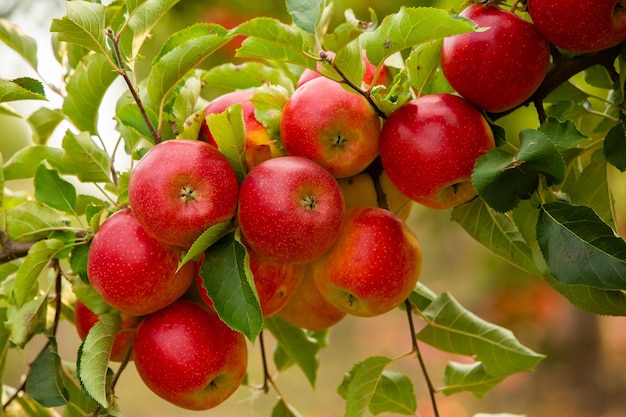 Cluster of ripe red apples still on the tree waiting to be picked