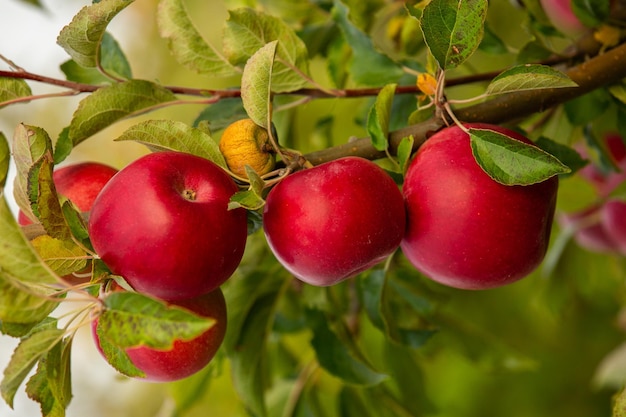 Cluster of ripe red apples still on the tree waiting to be picked