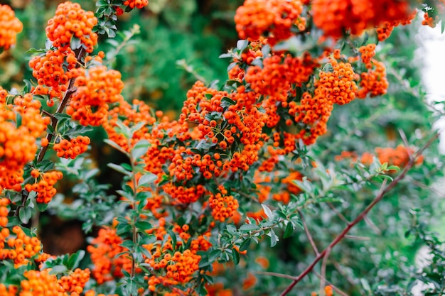 Cluster of ripening rowan berries, nature bokeh. High quality photo