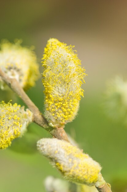 Cluster of spring pussy willows branches Pussy willow bunch