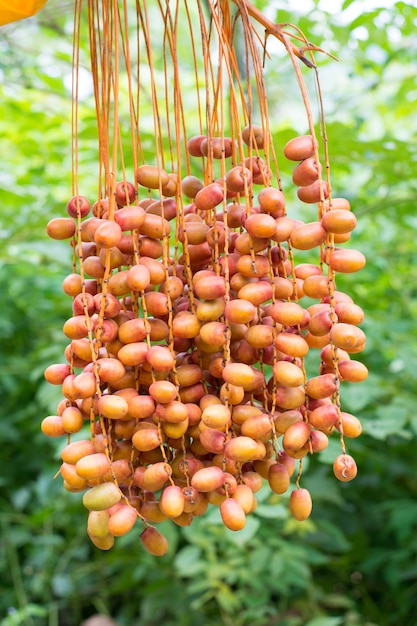 Cluster van data die hangen van een date palm