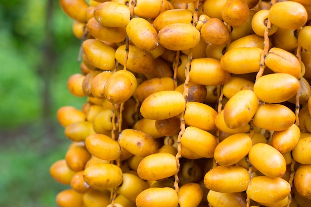 Cluster van data die hangen van een date palm