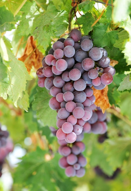 Cluster van druiven in de wijngaard die rijpt naarmate de oogst nadert