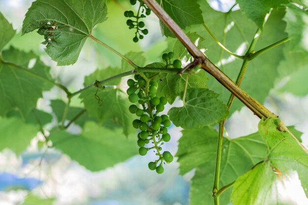 Cluster van groene niet rijpe druiven op een tak