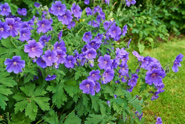 Cluster van mooie paarsblauwe bloemen gemeenschappelijke naam ooievaarsbek van Geraniaceae familie groeit in een weide Geranium Johnson Blauwe meerjarige bloemen met blauwe bloemblaadjes in levendige natuurlijke groene tuin