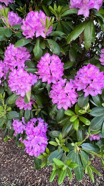 Cluster van paarse rododendrons paarse rododendrons