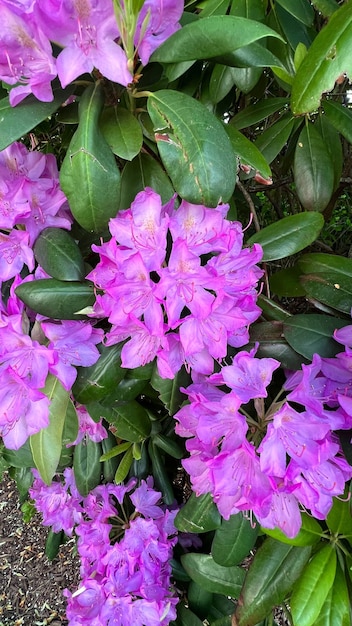 Cluster van paarse rododendrons rododendrons