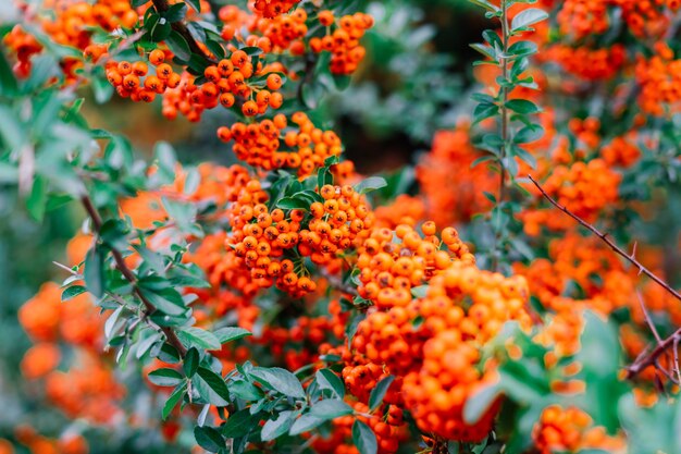 Cluster van rijpende lijsterbessen, natuur bokeh. Hoge kwaliteit foto