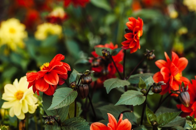 Cluster van rode bloemen (Dahlia).