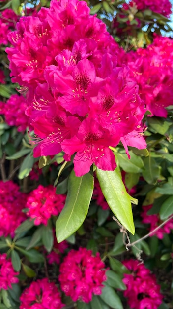 Cluster van roze rododendrons rododendronbloesems