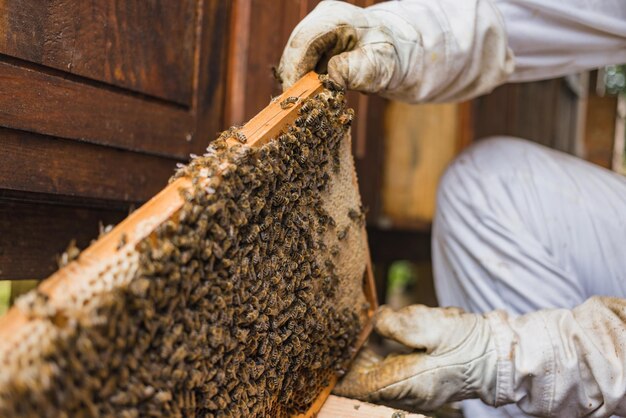 Cluster van werkende honingbijen op een houten korf frame macro shot