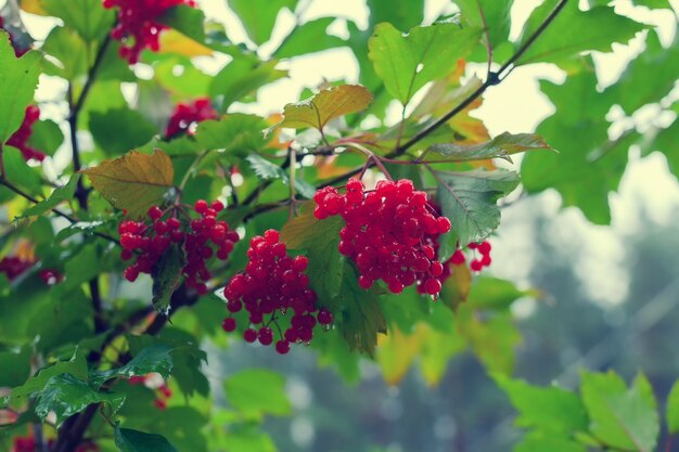 Cluster of Viburnum on natural green background