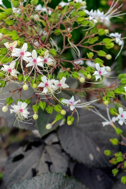 ピンクと緑の葉と下部に「蜂蜜」という言葉が付いた白い花の房