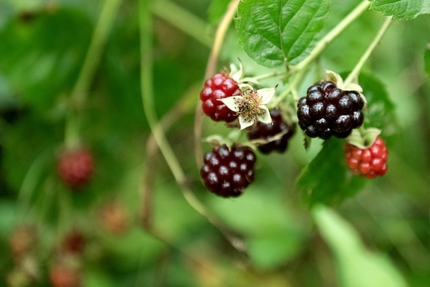 緑のぼやけた背景の茂みに野生の熟したブラックベリーのクラスター