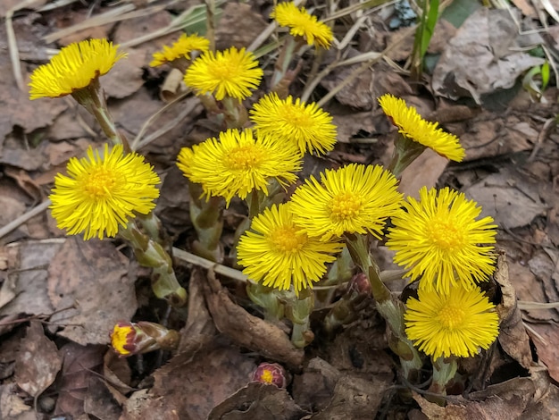 Cluster of yellow Tussilago spring flowers